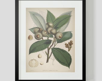 Botanical Illustration Himalayan Plate XX (20)
