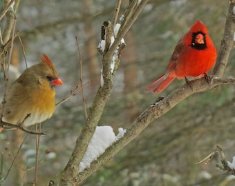 Pair of Northern Cardinals in NY winter. Fine art print.