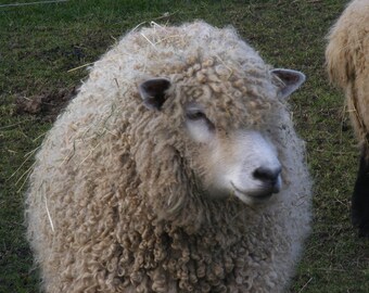 Leicester Longwool Sample Bag