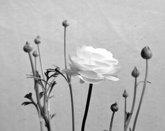 Ranunculus Blossom Fine Art Photo