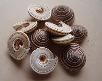Shells for Grids * SUNDIAL * Shell (ONE) for Gemstone Grid Layouts