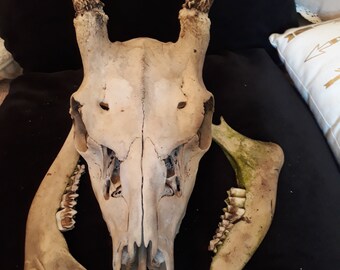 Naturally cleaned English Fallow Deer skull.