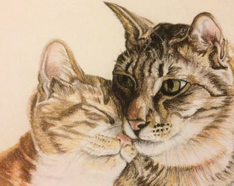 For the love of cats