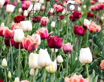 Burgundy Tulips