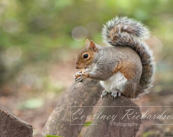 Squriel, nature, animal, photography, digital print