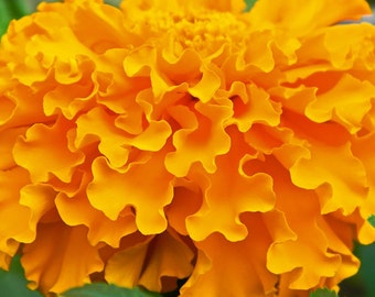 Marigold Crackerjack Mix Flower Seeds - Non-GMO, Open Pollinated, Untreated, Heirloom, Native, Flower Seeds