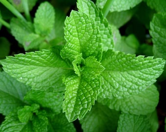 Spearmint (400 thru 1 OZ seeds) Save Money with us! Fresh Heirloom Non-Gmo #320