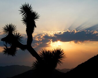Joshua Tree Silhouette in Joshua Tree National Park, 2008
