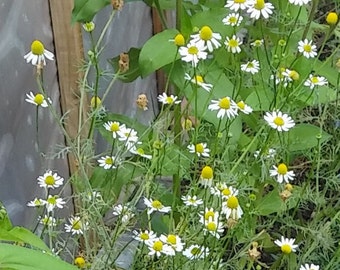 Seeds - Chamomile, German - 100 ct.