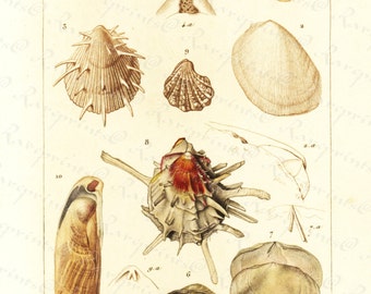 Original Antique Hand Colored Sea Shell engraving from 1829 -