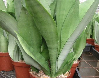 Sanseveira Moonglow Succulent Plant