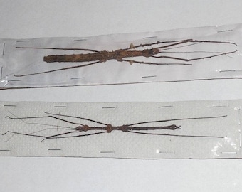 One Pair STHENEBOEA REPUDIOSA Real Stick Insects