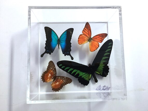 BROOKIANA! - Real butterflies in acrylic box display