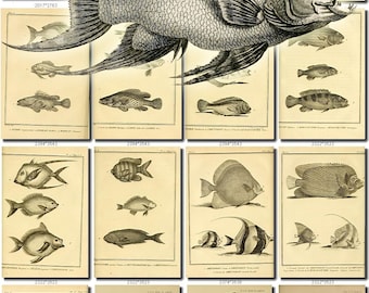 FISHES-48-bw Collection of 147 vintage images Bass Sturgeon Sunfish Perch pictures High resolution digital download printable water animals