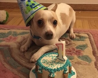 Sugar free Happy Birthday/ Gotcha Day DOG cake (dog not include)