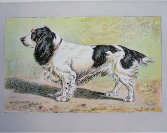 ANTIQUE 1907 FIELD SPANIEL signed dog print Chromolithograph P Mahler German artist Collectors item Christmas, Birthday gift Authentic