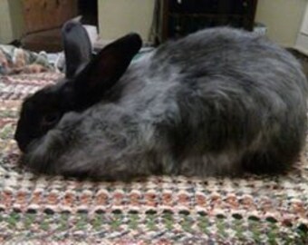 Black Angora Rabbit Fiber (0.5 ounces)