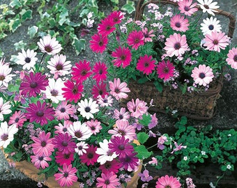 African Daisy 'Daisy Mae Mixed' Seeds / Osteospermum ecklonis (syn. Dimorphotheca)