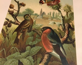 Antique Bird Print - Group of Finches, 1898 Ornithological Print, Vibrant Color Lithograph