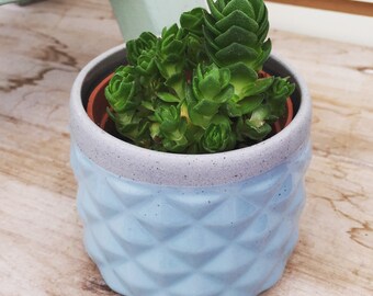 Crassula Buddah's Temple Plant 3"