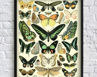 Antique butterfly wall art print butterfly collection print butterfly gallery wall art decor botanical illustrations vintage poster Art-143