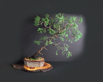 Juniper torulosa bonsai tree, Conifer bonsai collection" from LiveBonsaiTree