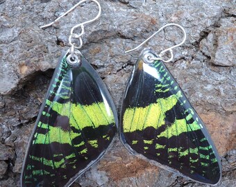 Madagascan Sunset Moth Resin Earrings (forewing)