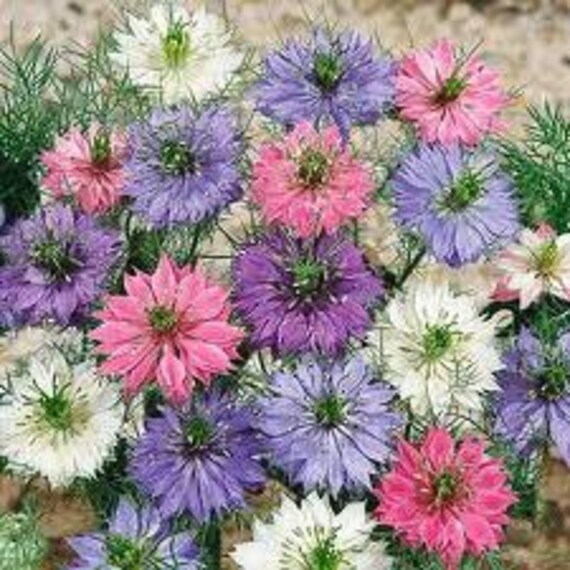 Love in a Mist Seeds Mix Cut Flower Dried Arrangements