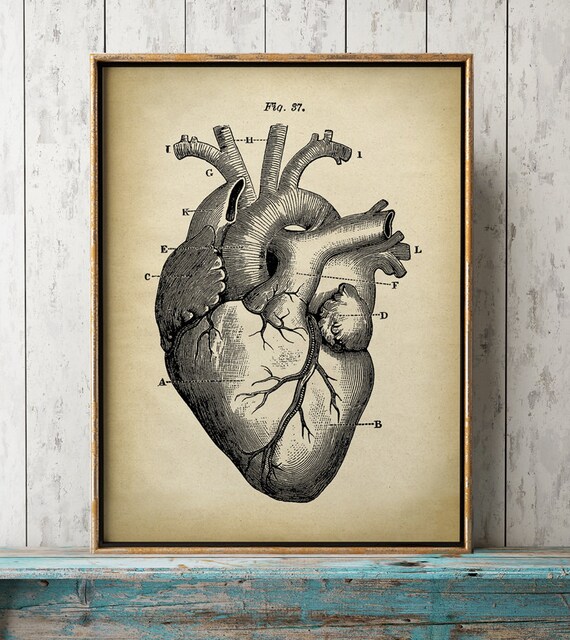  Herz  Anatomie drucken Herz  Druck anatomische Zeichnung 