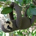 PDF Sloth amigurumi CROCHET PATTERN