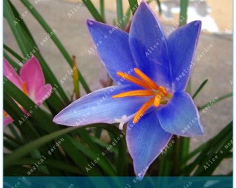 2 Bulbs Rare Zephyranthes Bulbs Rain Lily Rhizome Plant (Not Zephyranthes Seeds) -Variety 13