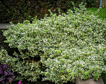 Emerald Gaiety Wintercreeper 1 Gallon
