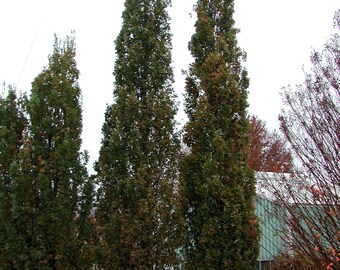 Quercus robur Fastigiata , Columnar English Oak, 2 year old, bare root, dormant
