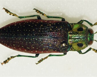 2 Mettalic Beetles LAMPROPEPLA ROTHSCHILDI - 1 1/4" Body - Unmounted SPECIMENS - Madagascar