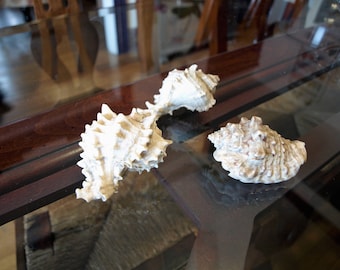 3 Conch Sea Shells – 3” long