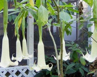 Brugmansia Angel Trumpet Cypress Gardens 6 seeds