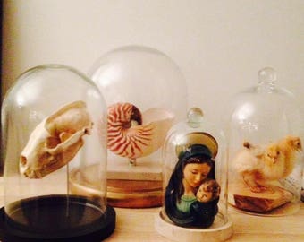 Badger skull under glass, real bones