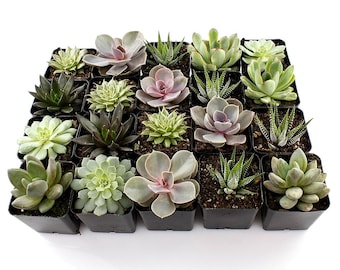 2” Succulent Mixed Varieties Flat of 8
