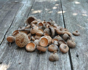 Natural Acorn Tops , set 2