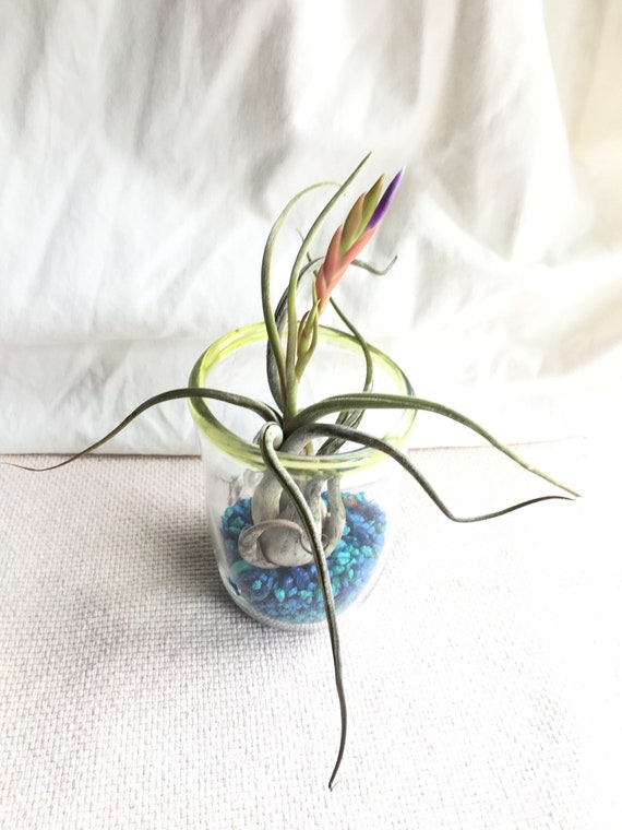 Hand blown glass and bromeliad airplant