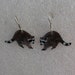 Cute Great Details Raccoon Enamel on Copper Earring 1 1/8"