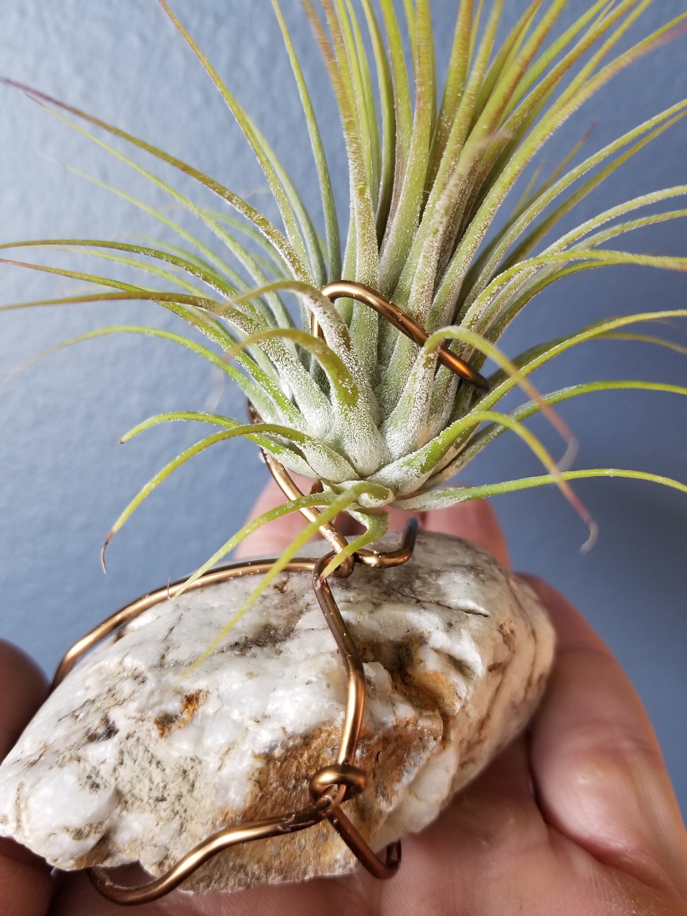 Ionantha Guatemala Air Plant Display Ionantha Guatemala Air Plant Display
