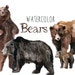 Watercolor Bears, Bear Clip Art, Forest Clipart, Bears Clipart, watercolor animals, woodland animals, brown bears, black bears, bear logo