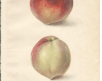 Antique Influence on Precooling Peaches Dept. of Agriculture Book Plate 1909