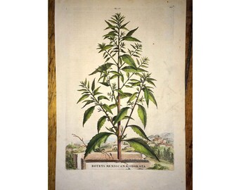 1702 CEDAR PLANT original antique botanical engraving - botrys mexiocana odorata