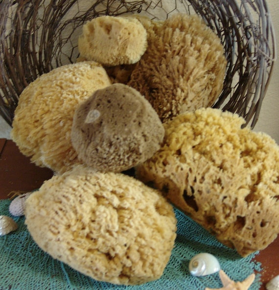 Wholesale Assorted Lot Natural Sea Sponges Bath Beauty