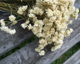 Dried Flowers, Pearl, white. Arrangements, bouquets, craft supplies, preserved flowers.