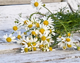 Chamomile Herb Seeds, Herb Garden, Herb Seeds, Herbal Tea, Chamomile Seeds, Kitchen Garden, Drought Tolerant, Organic Herb Seeds