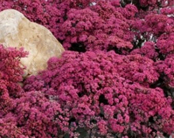 SEDUM 'DAZZLEBERRY' - Stonecrop. Perennial. Plant.