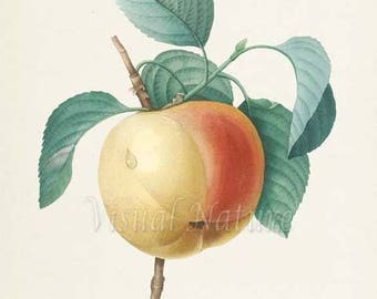 Apple Botanical Print, Apple Art Print, Fruit Art, Fruit Print, Kitchen Art, Garden, Redoute Art, Calville Blanc Fruit Tree Branch